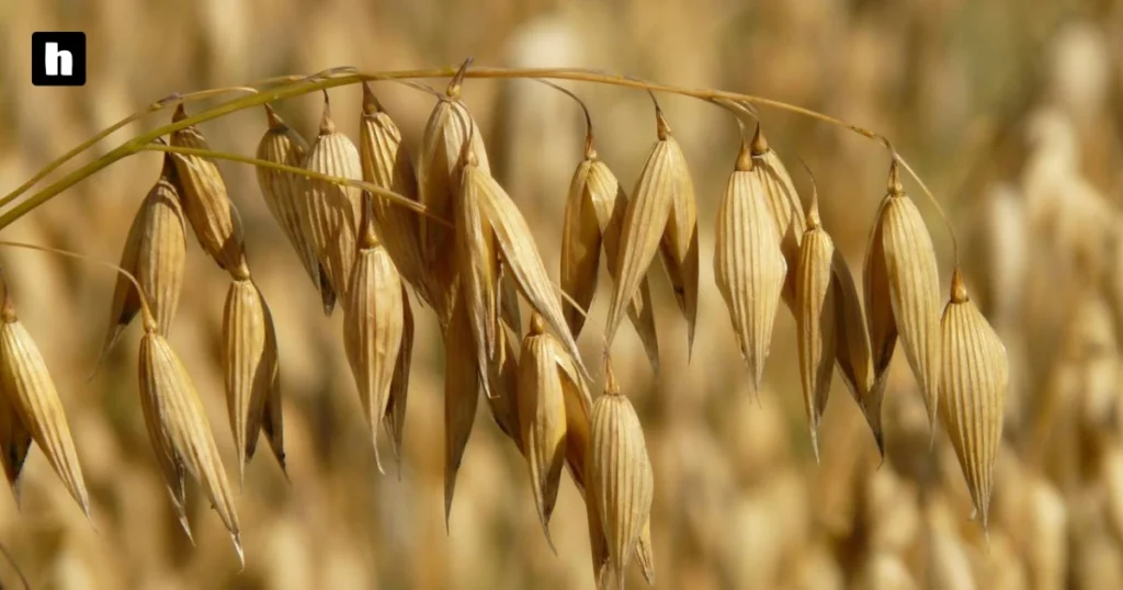 Do Oats Come From Wheat?